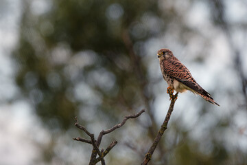 A Common Kestrel (Falco Tinnunculus) Sits On A Branch