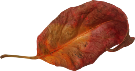 Dried Leaf Isolated on Transparent Background PNG