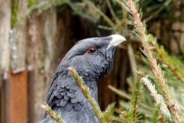 grand teras