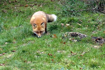 Fototapeta premium renard