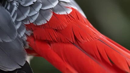 Extreme close-up of the vibrant red tail feathers and grey plumage of an African Grey Parrot. - Powered by Adobe