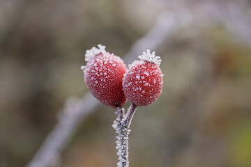 Frozen rose hips with hoarfrost in winter - Rosa canina macro photo