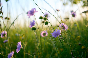 Field scabious (Knautia arvensis) on a flower meadow.