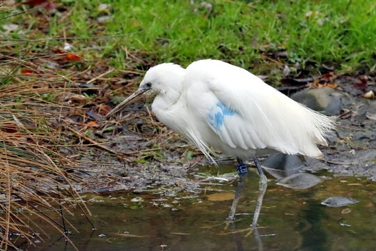 aigrette