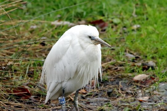 aigrette