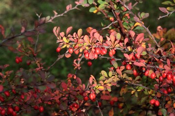 red,small fruits of Berberis vulgaris bush at autumn close up