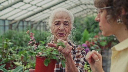 Young woman examining leaves of potted plant and discussing it with senior nursery owner in flower greenhouse. Rack focus