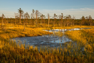 Sunset ponds in pine bog, Lahemaa National Park, Estonia.