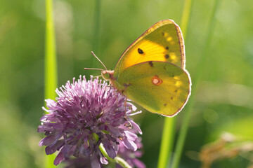 A captivating close-up showcases a clouded sulphur butterfly delicately perched atop a vibrant purple wildflower in its natural habitat.