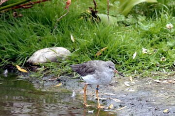 oiseau