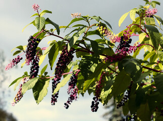 black berries of  Phytolacca americana plant at autumn