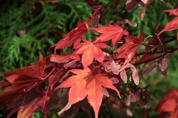 red autumnal leaves of japanese maple tree close up