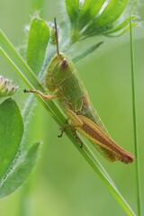 A vibrant green grasshopper clings to a slender blade, its presence a harmonious blend with nature's tapestry, camouflaged in green.