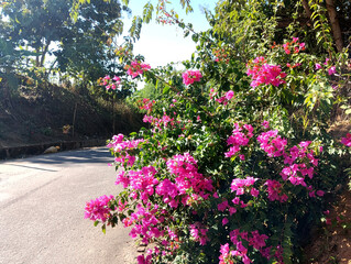 Beautiful vibrant bougainvillea flowers adorn a rural road in bright sunshine
