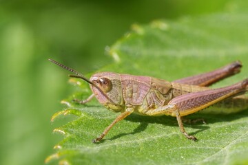 A close-up of a grasshopper resting on a vibrant green leaf, showcasing its intricate details and textures in the natural setting.