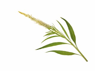 Fototapeta premium yellow celosia flower isolated on white background