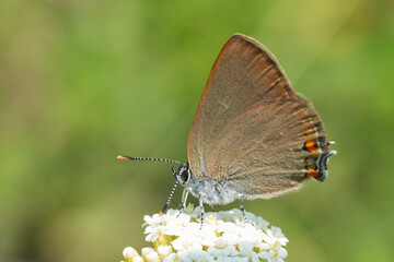 Lateral closeup on a small fragile looking Sloe Hairstreak butterfly, Satyrium acaciae on a white yarrow flower against a green blurred background