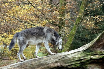loup