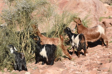 Goats grazing on shrubs in a rocky landscape during sunny afternoon