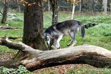 loup