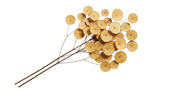 Elegant lunaria annua branch for fall decor projects and modern floral arrangements with golden tones - Powered by Adobe