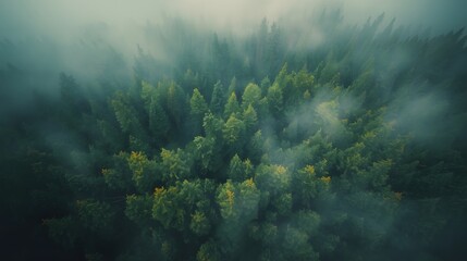 Forest in dense fog, Green nature background.