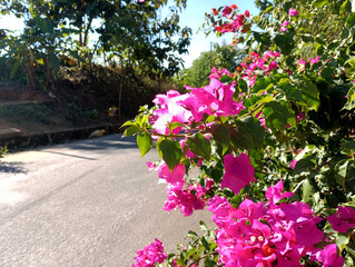 Bougainvillea blooms along a quiet country road in the sunlight