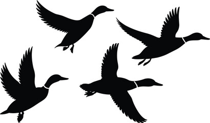 Flying ducks, silhouette, birds, wildlife, nature, waterfowl, wings, flight, illustration, black, vector, design, animal, migration, flock, outline, wild, graphic, movement, soaring