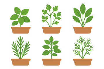 Fototapeta premium Potted culinary herbs set including basil parsley and rosemary for cooking and gardening