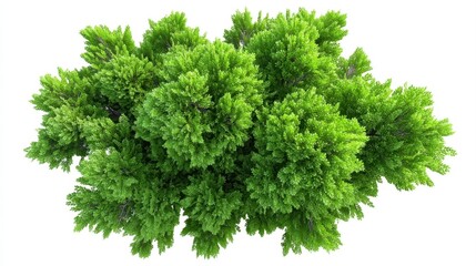 Obraz premium A vibrant green conifer tree viewed from above, showcasing dense, lush foliage with needle-like leaves against a white background.