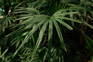 Detailed view of dense green palm leaves in a tropical environment, showcasing natural textures, patterns, and vibrant jungle foliage. Stock photo