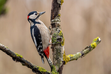 Dzięcioł duży na gałęzi porośniętej porostami © Sylwester Popenda