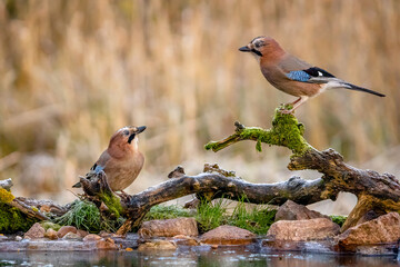 Spotkanie dwóch sójek na gałęzi  © Sylwester Popenda