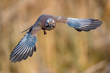 Lecąca sójka z rozłożonymi skrzydłami  © Sylwester Popenda
