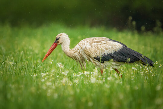 Bocian na łące szukający pożywienia dla młodych 