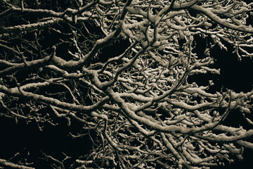 Intricately intertwined tree branches covered in fresh snow stand out brightly against the deep black night sky, creating a natural winter pattern.