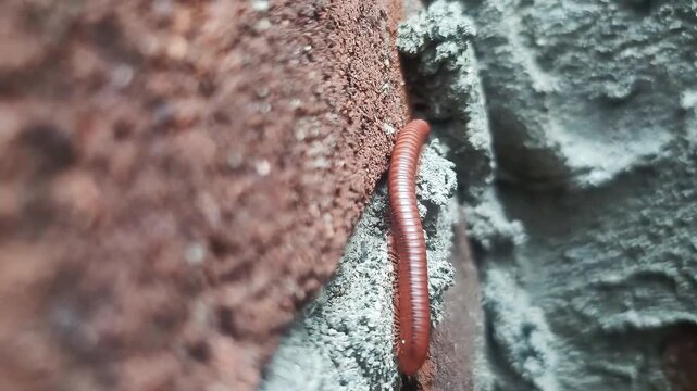 A millipede glides along a weathered red-gray brick wall under soft daylight, creating a cinematic, textured scene perfect for storytelling, documentary visuals, or nature backgrounds.