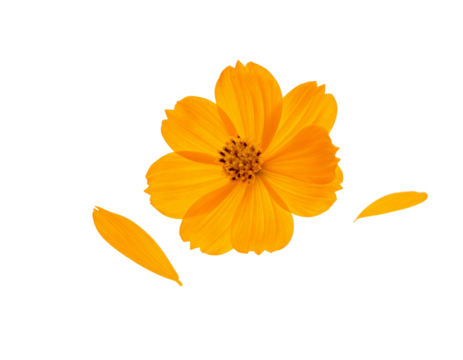- Beautiful orange cosmos flower falling in the air isolated on white background. Levitation or zero gravity flowers conception. Creative floral layout (3)