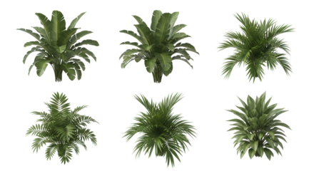 Lush tropical plants for modern interiors add a vibrant botanical touch to any space with these diverse foliage types