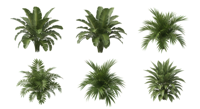 Lush tropical plants for modern interiors add a vibrant botanical touch to any space with these diverse foliage types