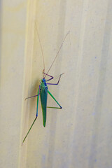 Common green grasshopper
