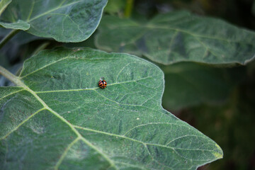 A single ladybug rests delicately on the bright green foliage in a vibrant forest setting.