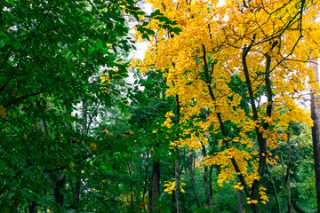 Beautiful autumn trees with bright yellow and green leaves. A maple tree with yellow autumn leaves among green trees