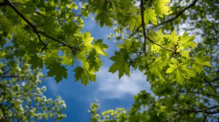 Fototapeta premium Sunlight illuminates bright green foliage against a clear blue sky viewed from below