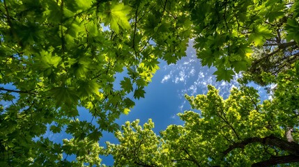 Vivid green foliage frames a bright blue sky dotted with white wisps from a low angle perspective