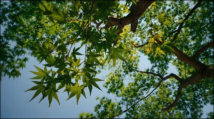 Vibrant green leaves of a deciduous tree stretch towards a bright blue sky when viewed from below