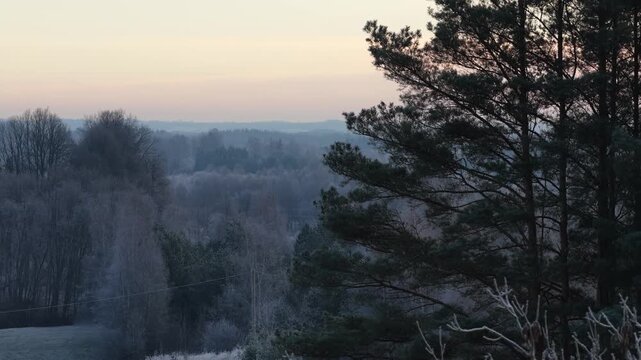winter, forest, frosty, trees, nature, woodland, frost, mixed forest, evergreen, deciduous, seasonal, cold, landscape, outdoors, tranquil, snowless, environment, serene, texture, climate, wintry, atmo