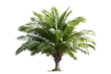 Isolated tropical coconut palm tree with green leaves on a white background for nature, summer, and travel concepts