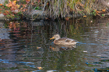 a duck swimming in a pond in Kadriorg park in Tallinn, Estonia