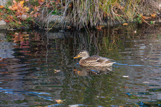 a duck swimming in a pond in Kadriorg park in Tallinn, Estonia